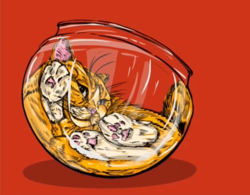 Cat in a fish bowl- animation